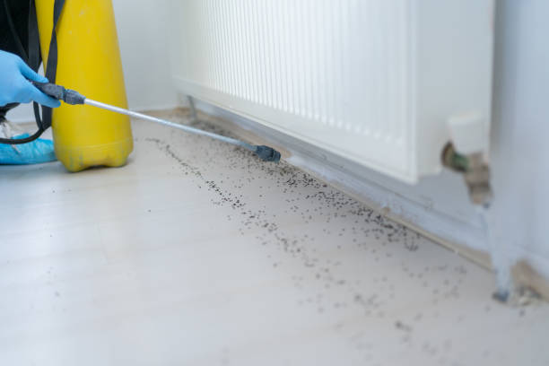 Best Wasp Removal Services  in Sheridan, AR